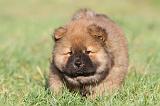 CHOW CHOW 245